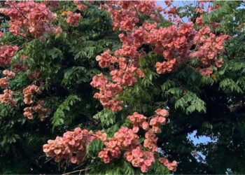 Árvore-da-China: a espécie de pequeno porte que garante efeito ornamental durante quase o ano inteiro