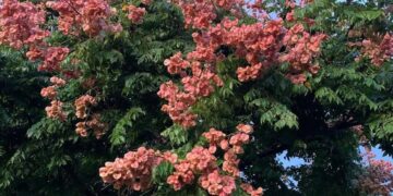 Árvore-da-China: a espécie de pequeno porte que garante efeito ornamental durante quase o ano inteiro
