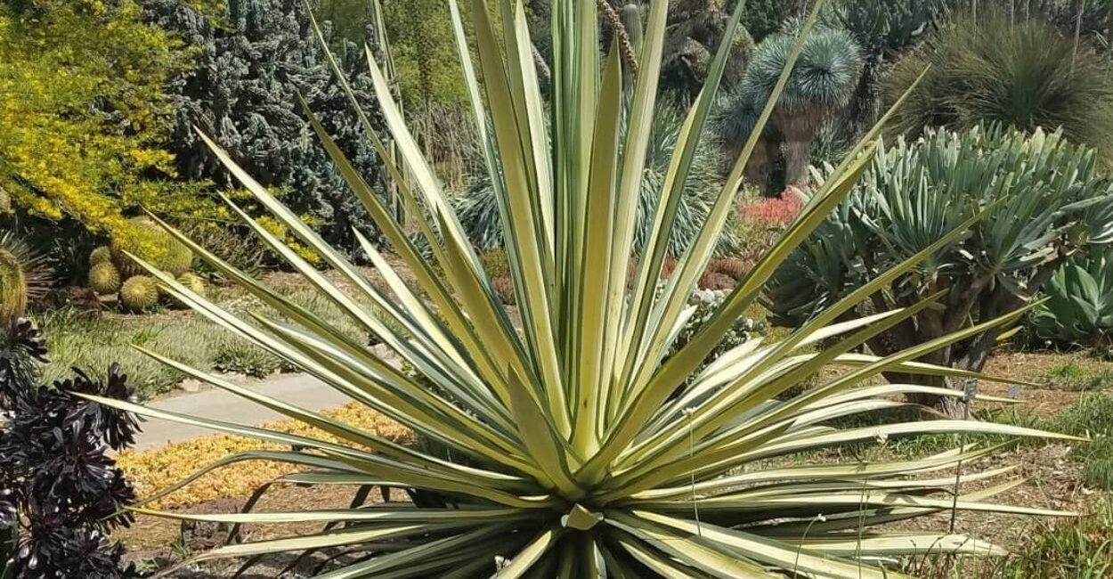 Sisal na construção civil: a fibra do semiárido que une sustentabilidade e performance estrutural