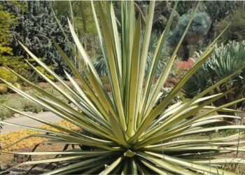 Sisal na construção civil: a fibra do semiárido que une sustentabilidade e performance estrutural