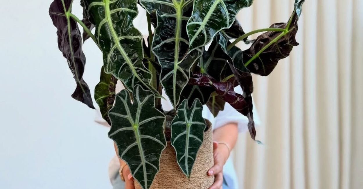 Alocasia Polly: a folhagem escultural que resolve o problema de ambientes sem personalidade