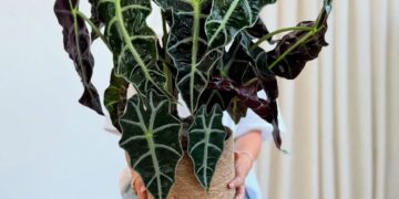 Alocasia Polly: a folhagem escultural que resolve o problema de ambientes sem personalidade