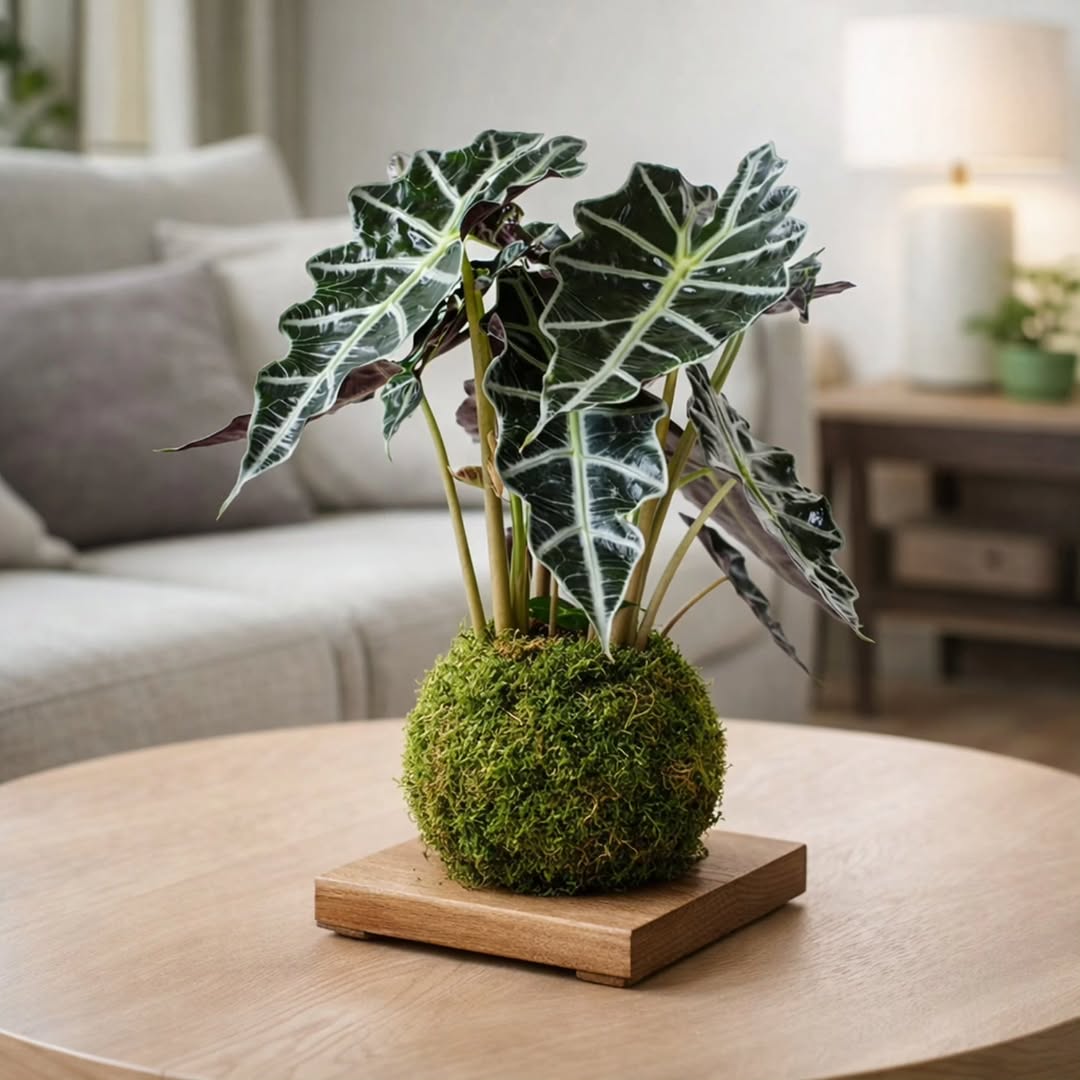 Alocasia Polly: a folhagem escultural que resolve o problema de ambientes sem personalidade