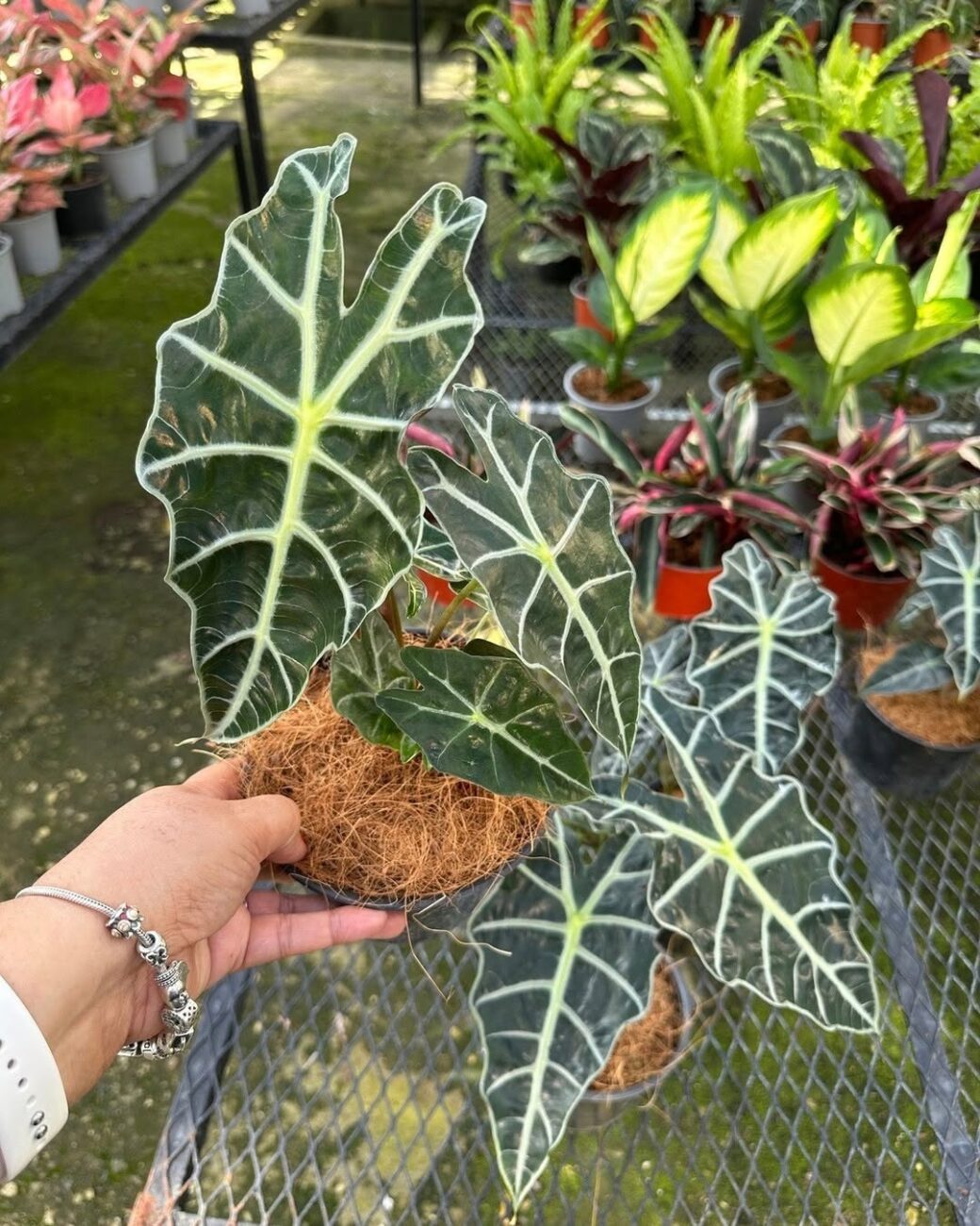 Alocasia Polly: a folhagem escultural que resolve o problema de ambientes sem personalidade