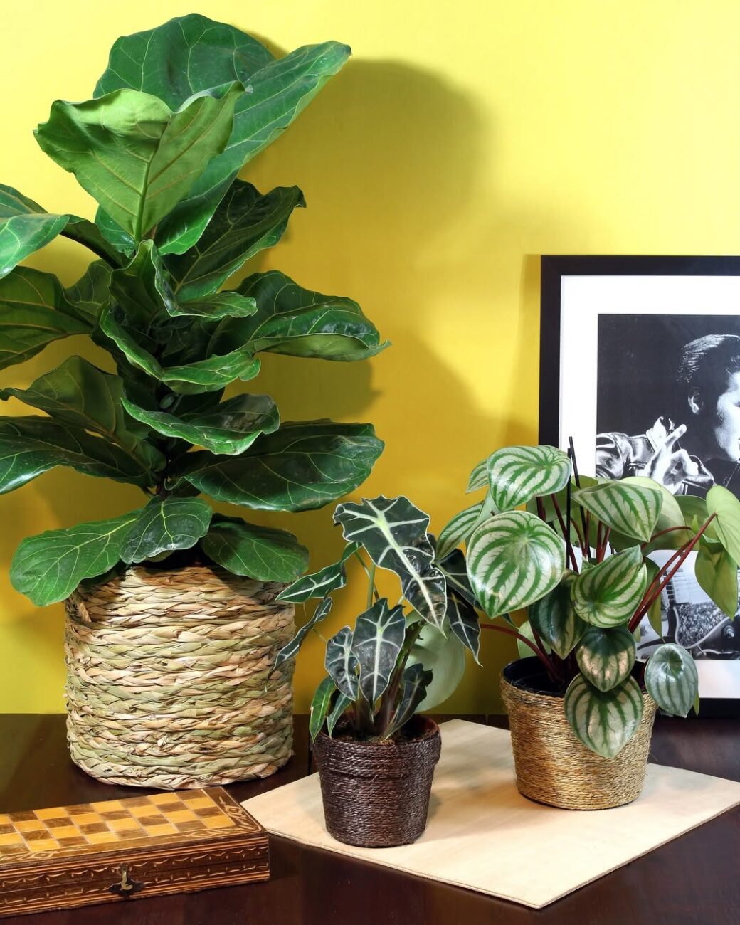 Alocasia Polly: a folhagem escultural que resolve o problema de ambientes sem personalidade