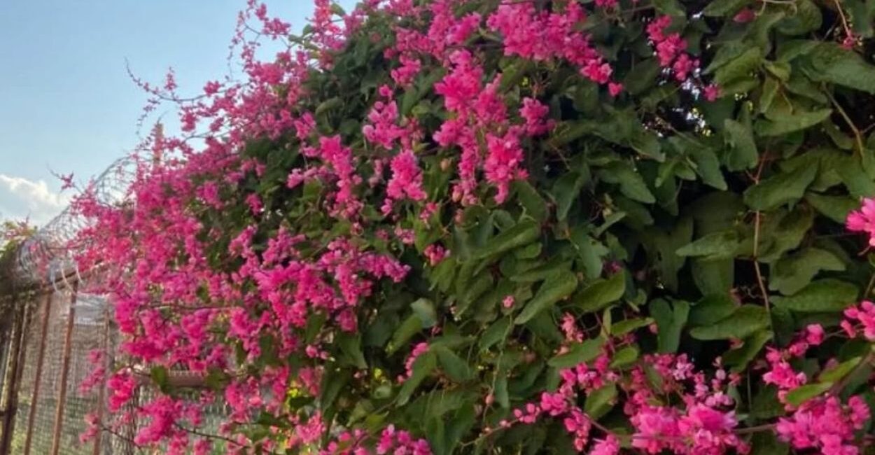 Amor-agarradinho: a trepadeira que cobre pergolados com flores rosadas e transforma jardins comuns em espaços visuais marcantes