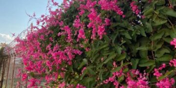 Amor-agarradinho: a trepadeira que cobre pergolados com flores rosadas e transforma jardins comuns em espaços visuais marcantes