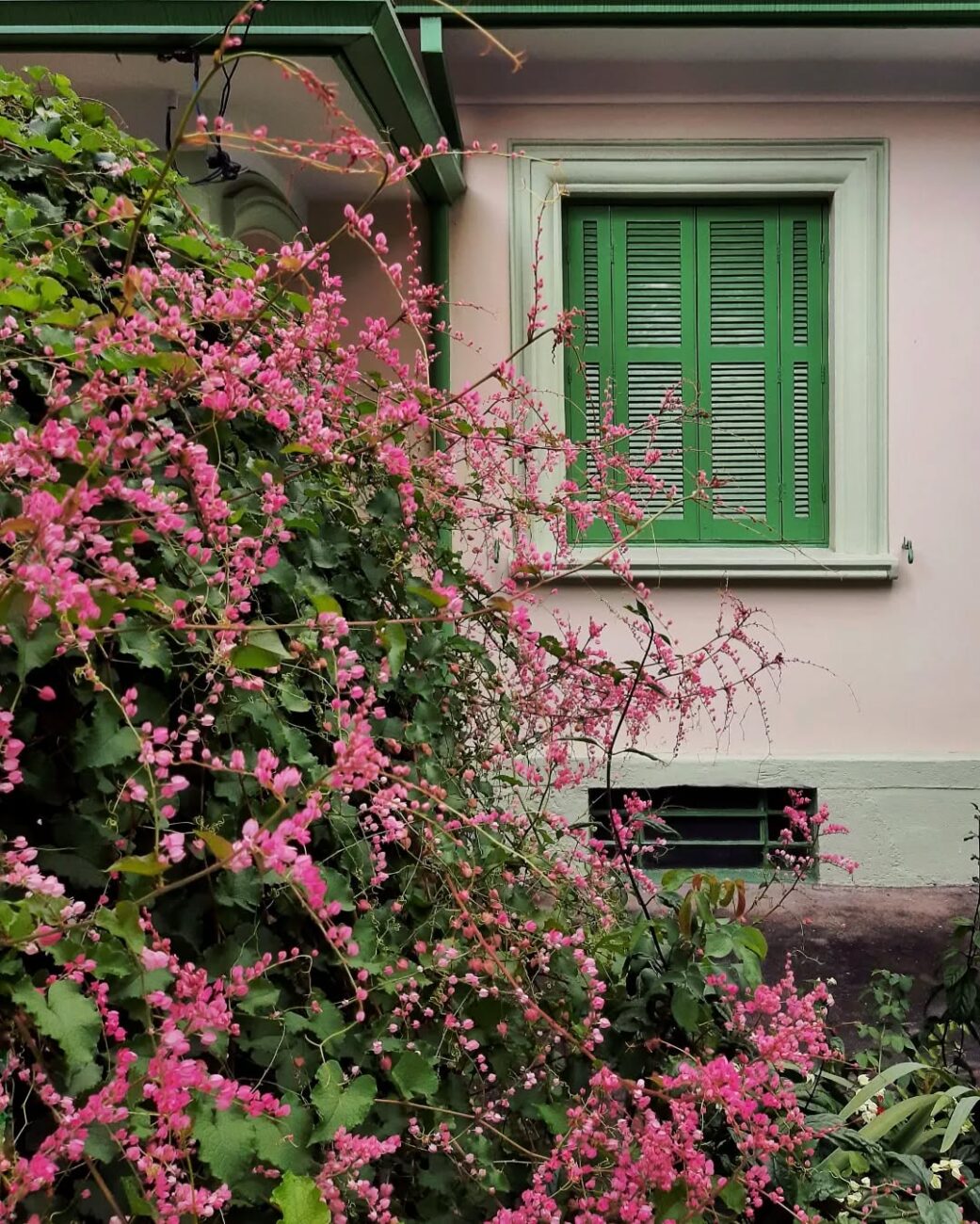 Amor-agarradinho: a trepadeira que cobre pergolados com flores rosadas e transforma jardins comuns em espaços visuais marcantes