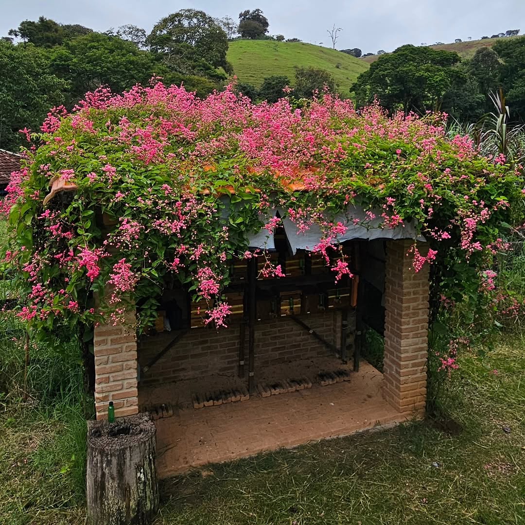 Amor-agarradinho: a trepadeira que cobre pergolados com flores rosadas e transforma jardins comuns em espaços visuais marcantes