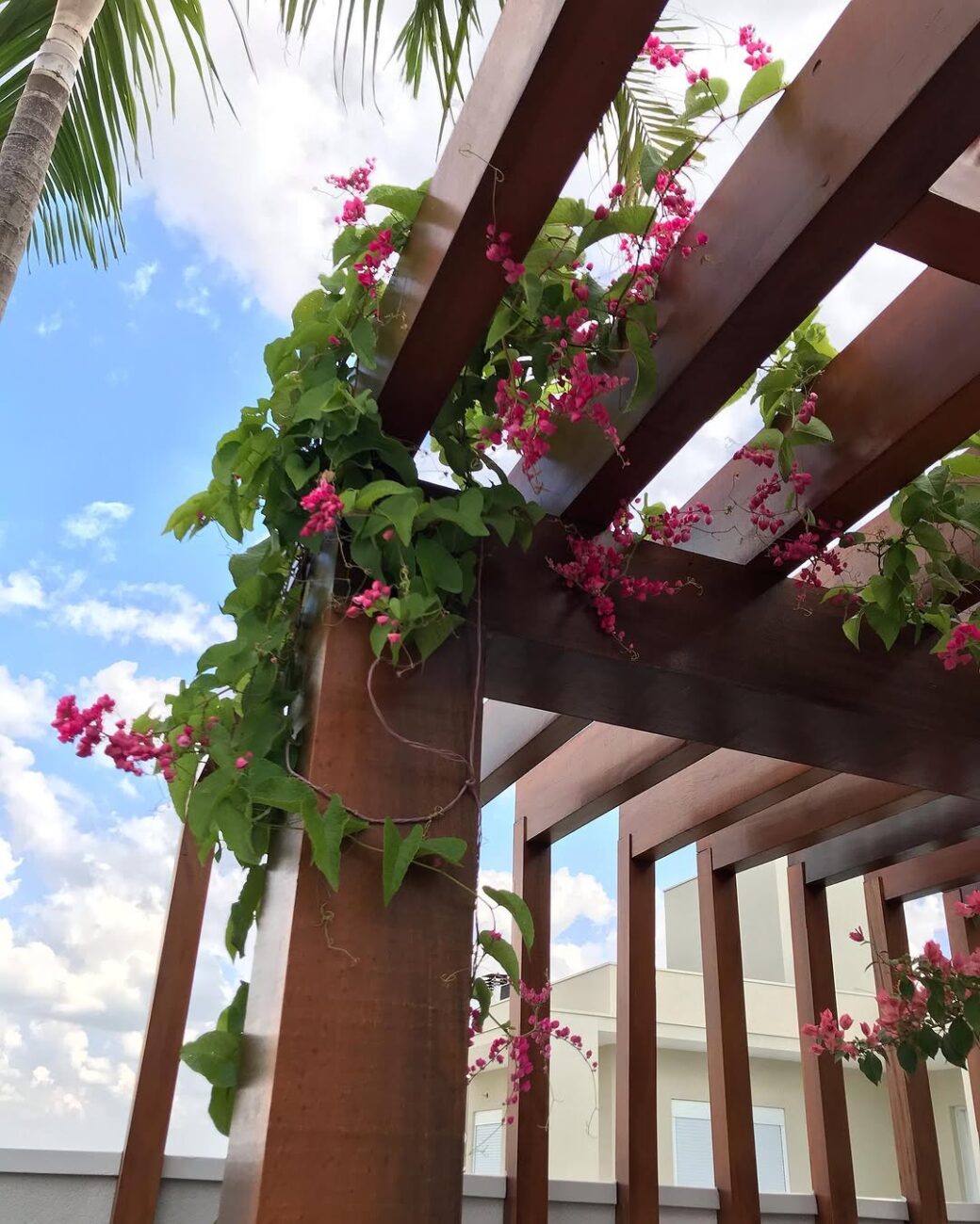 Amor-agarradinho: a trepadeira que cobre pergolados com flores rosadas e transforma jardins comuns em espaços visuais marcantes