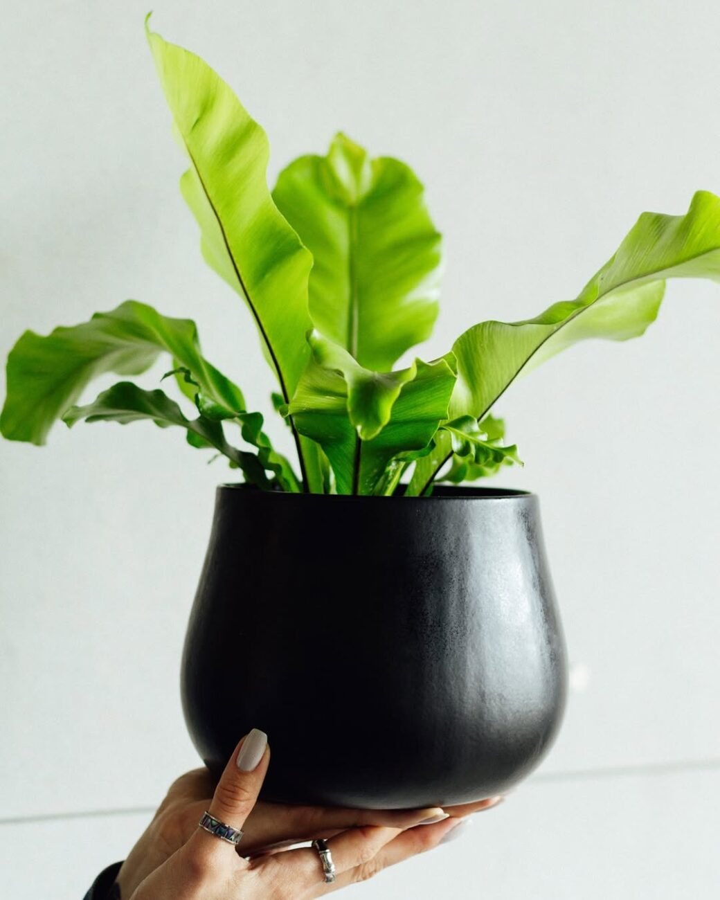 Plantas para arranjo de mesa: 5 espécies que transformam qualquer ambiente