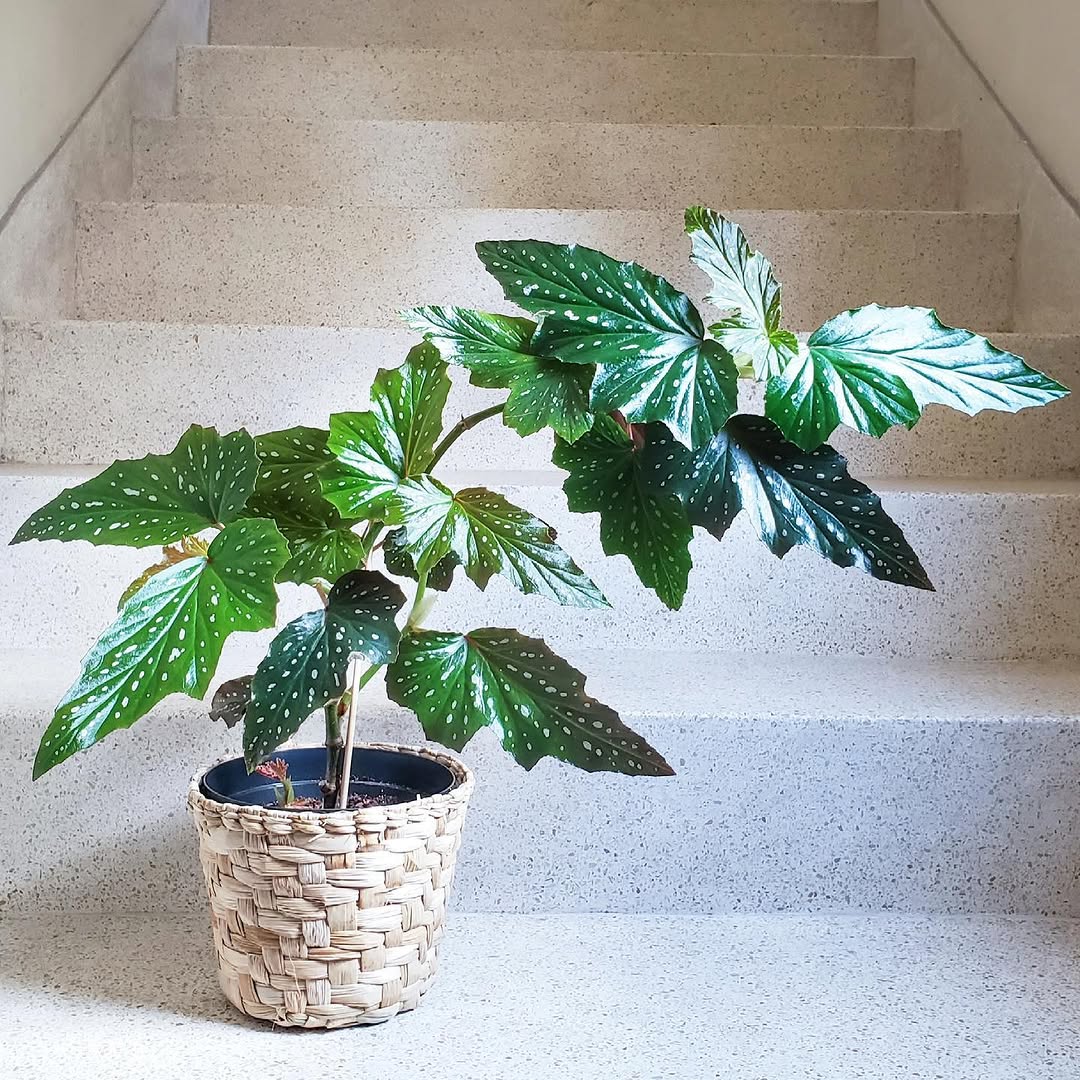 Plantas para arranjo de mesa: 5 espécies que transformam qualquer ambiente