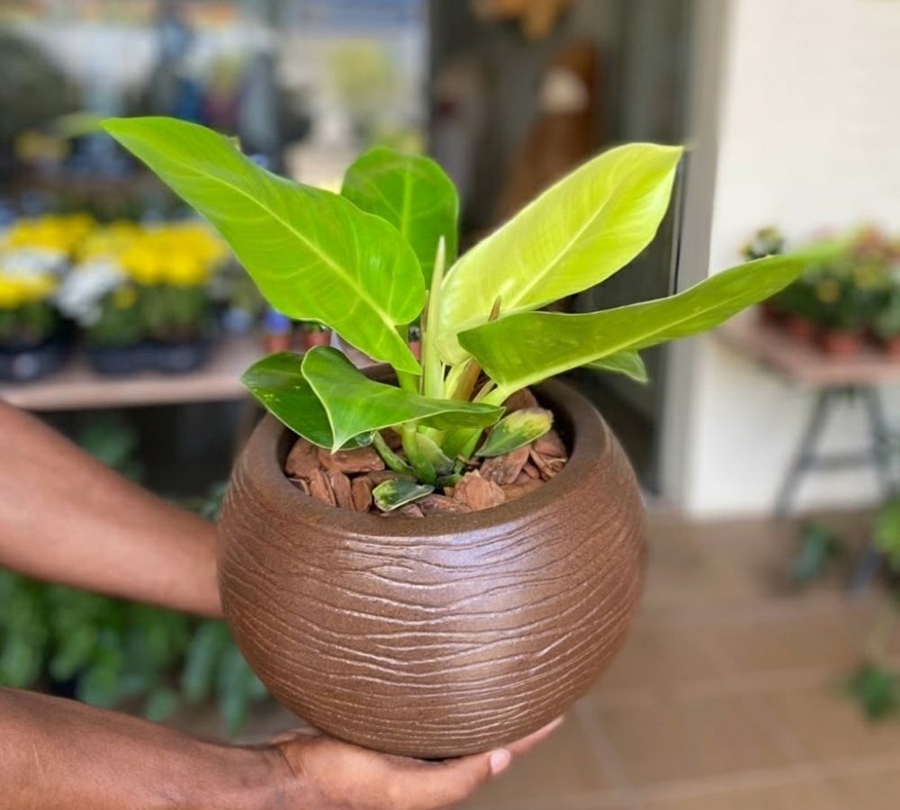 Plantas para arranjo de mesa: 5 espécies que transformam qualquer ambiente