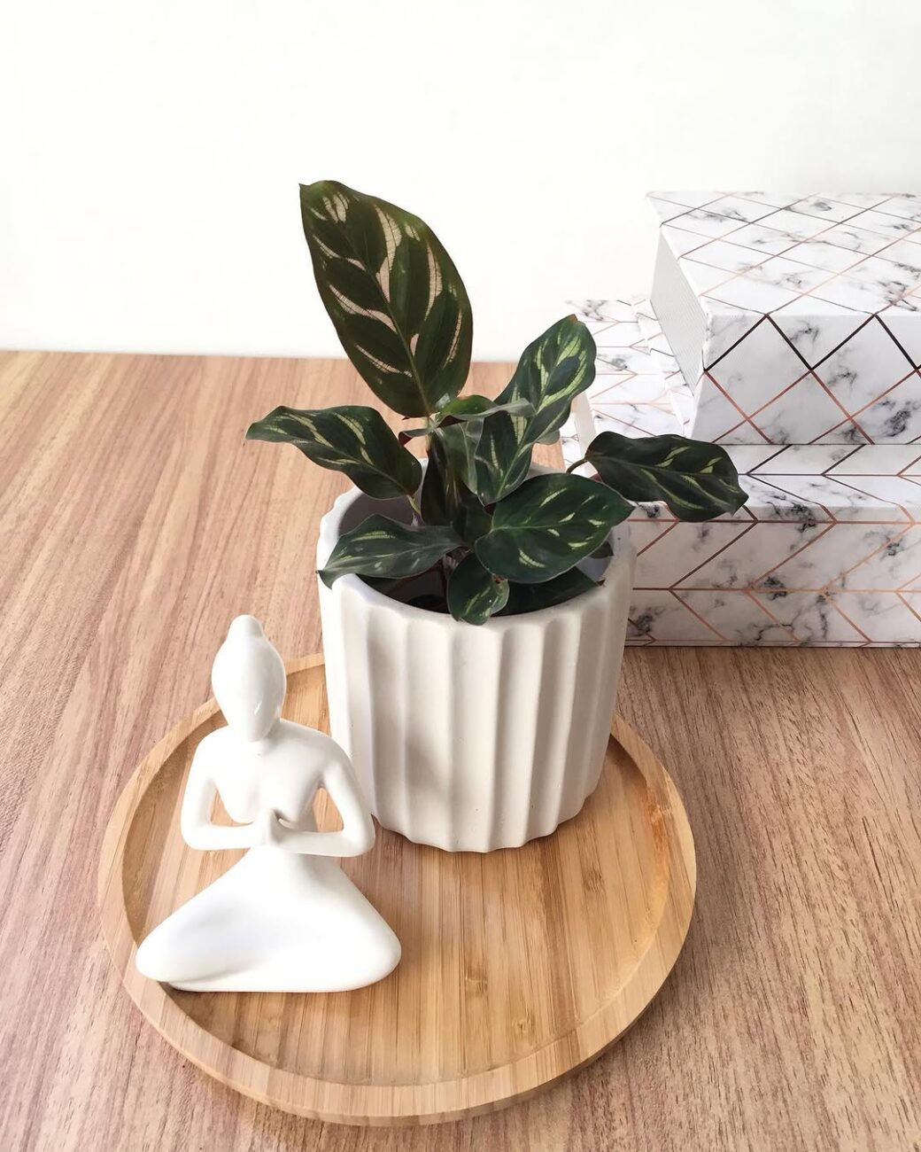 Plantas para arranjo de mesa: 5 espécies que transformam qualquer ambiente