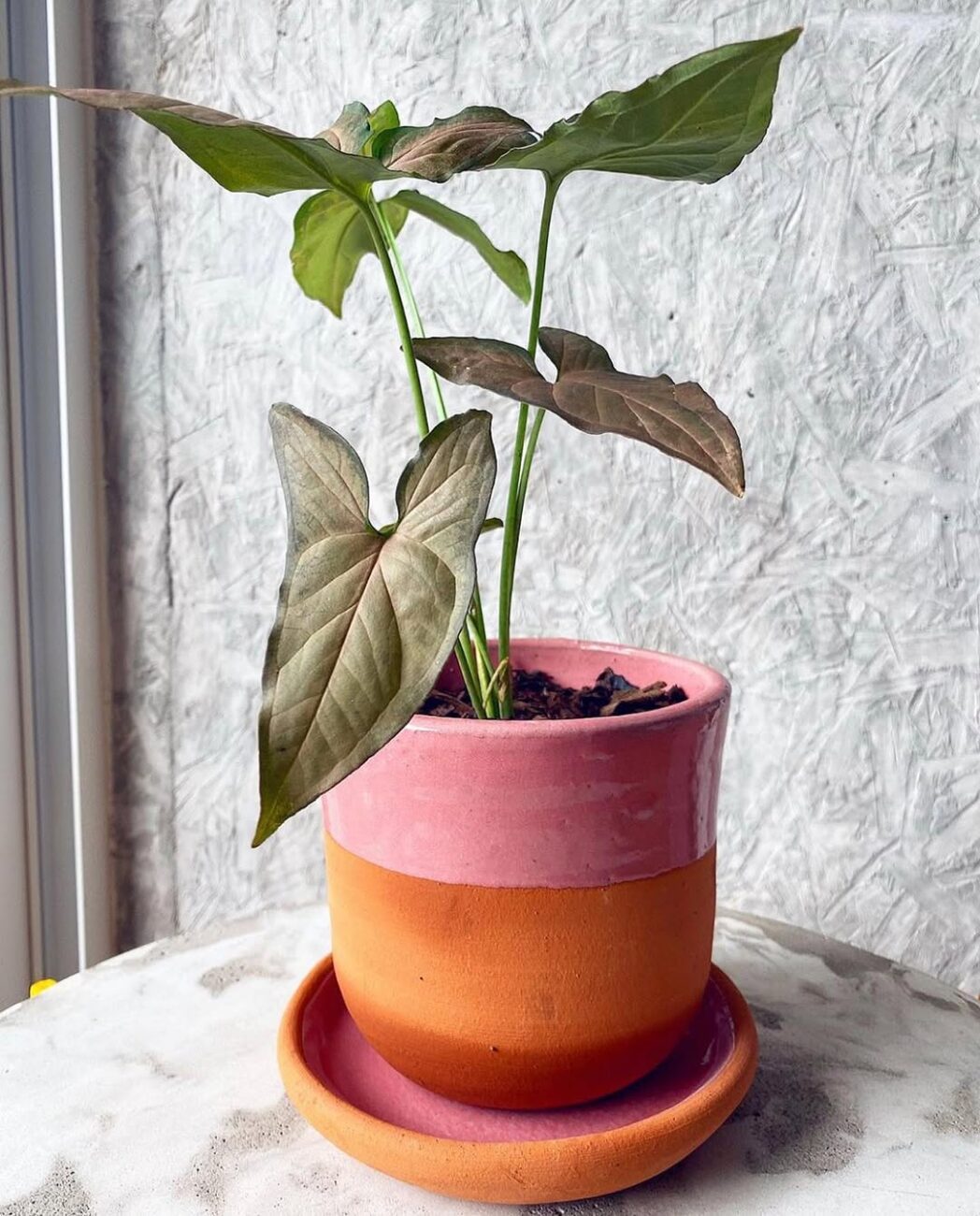 Plantas para arranjo de mesa: 5 espécies que transformam qualquer ambiente