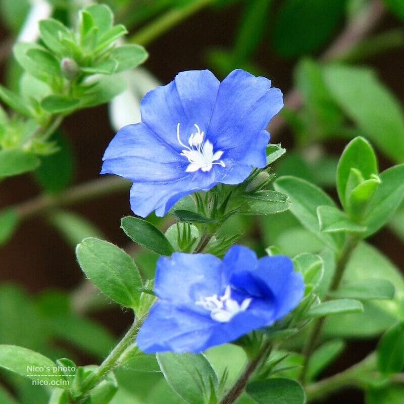 6 plantas que pedem atenção em abril para florescer melhor na primavera