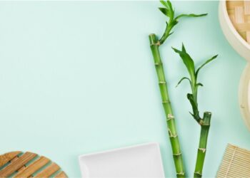 Bambu da Sorte: a planta que decora qualquer ambiente e ainda equilibra a energia da casa