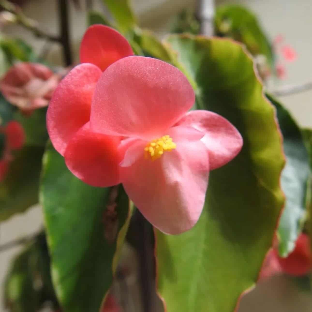 6 plantas que pedem atenção em abril para florescer melhor na primavera