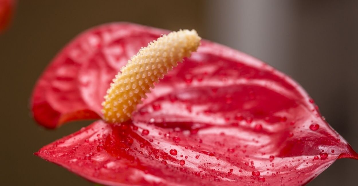 O que são os caroços que aparecem nas flores do antúrio — e por que é boa notícia