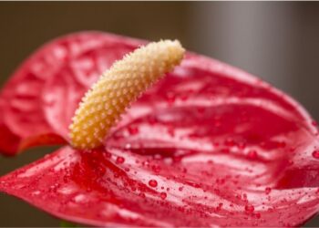O que são os caroços que aparecem nas flores do antúrio — e por que é boa notícia