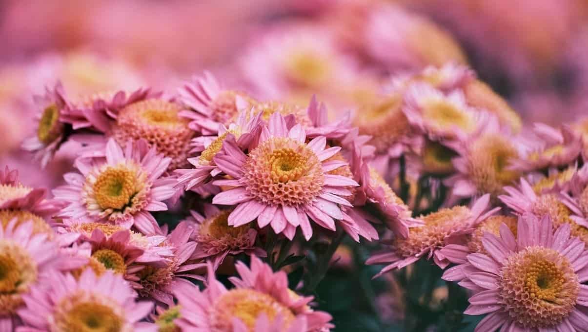 6 plantas que pedem atenção em abril para florescer melhor na primavera