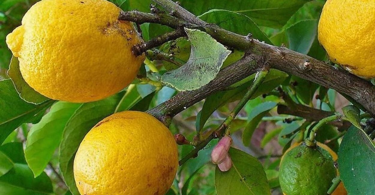 Cidra: como plantar e cuidar da fruta cítrica mais antiga e afetiva da culinária brasileira