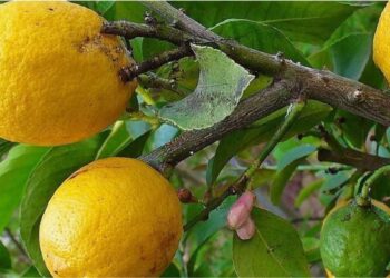 Cidra: como plantar e cuidar da fruta cítrica mais antiga e afetiva da culinária brasileira