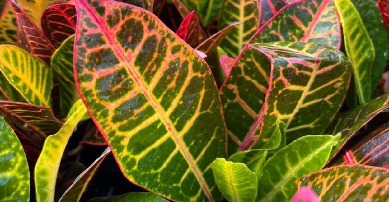 Croton: a planta que transforma jardins e interiores com cor e personalidade