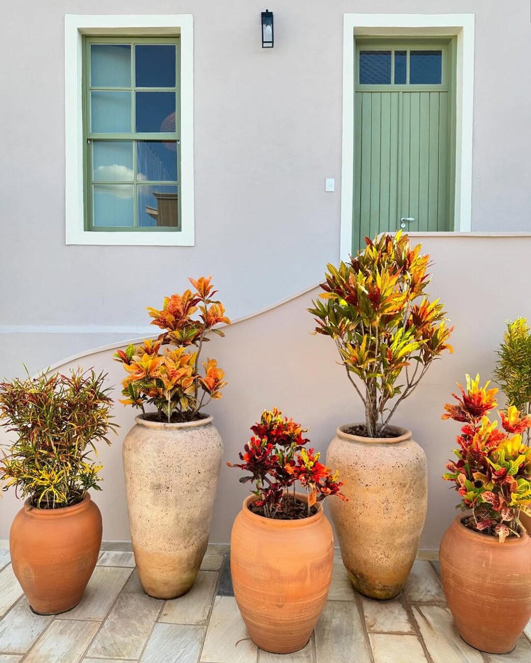 Croton: a planta que transforma jardins e interiores com cor e personalidade