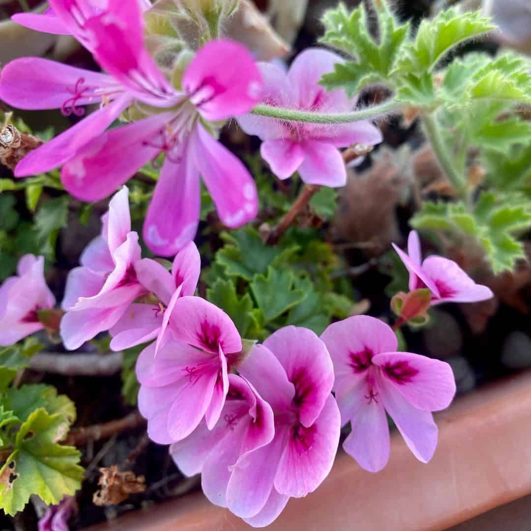 6 plantas que pedem atenção em abril para florescer melhor na primavera