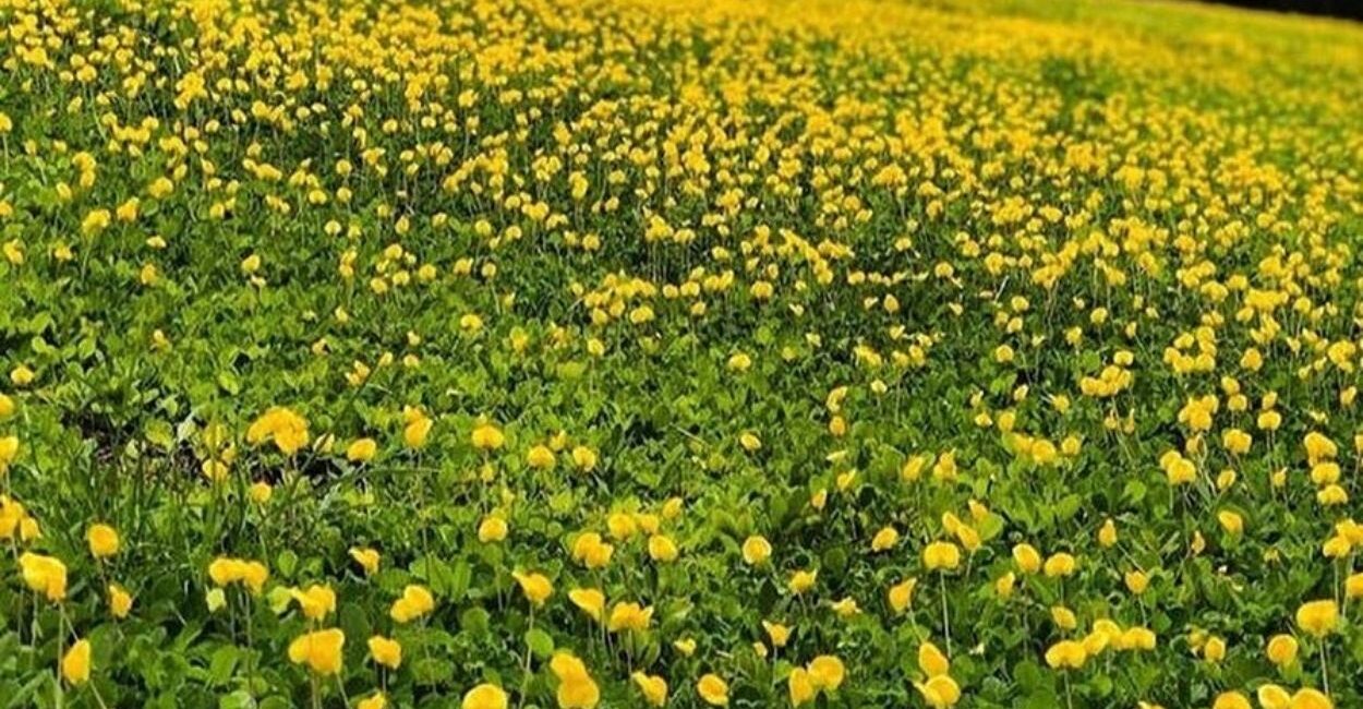 Grama amendoim no paisagismo: a cobertura que transforma jardins, taludes e áreas sombreadas.