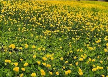 Grama amendoim no paisagismo: a cobertura que transforma jardins, taludes e áreas sombreadas.