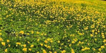 Grama amendoim no paisagismo: a cobertura que transforma jardins, taludes e áreas sombreadas.