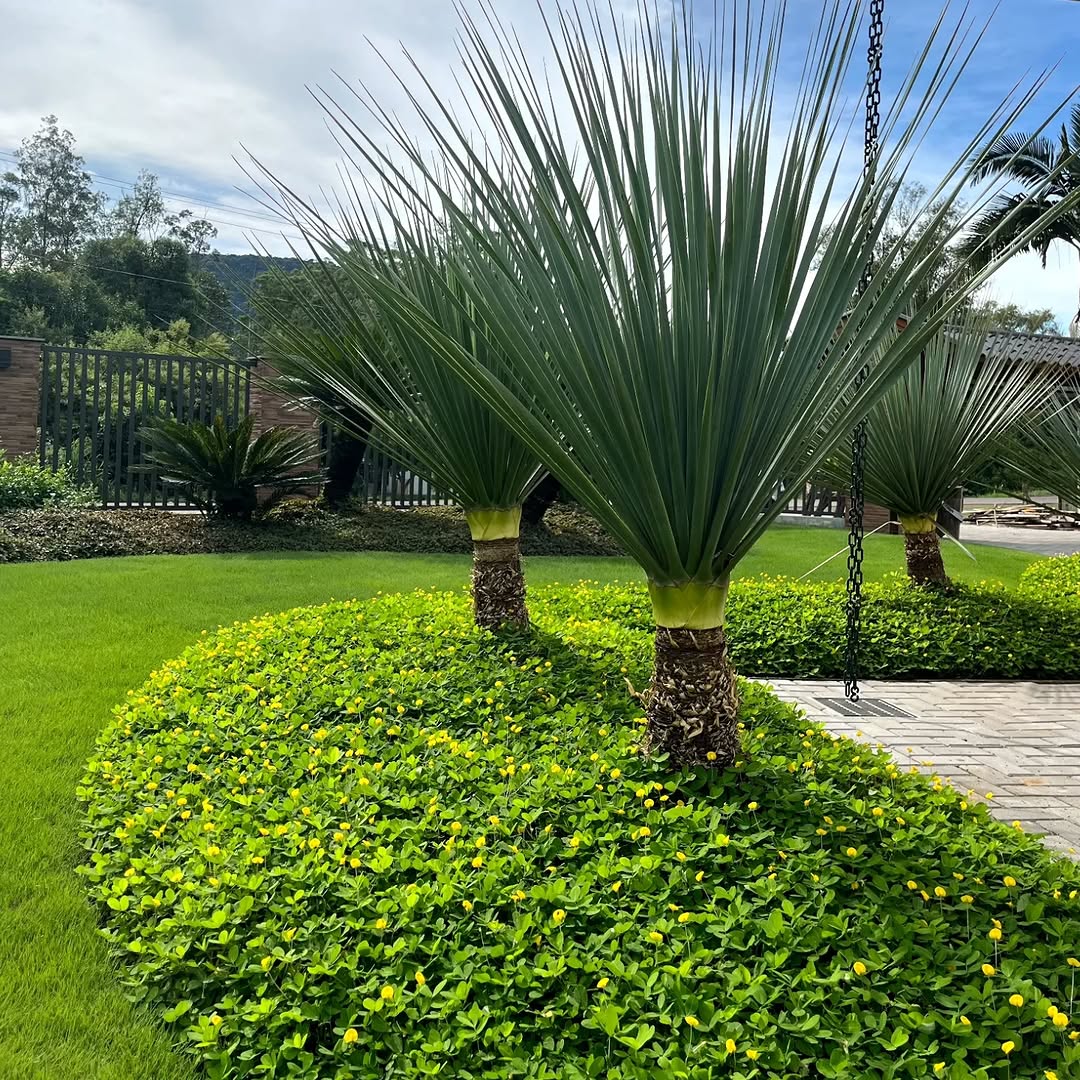 Grama amendoim no paisagismo: a cobertura que transforma jardins, taludes e áreas sombreadas.