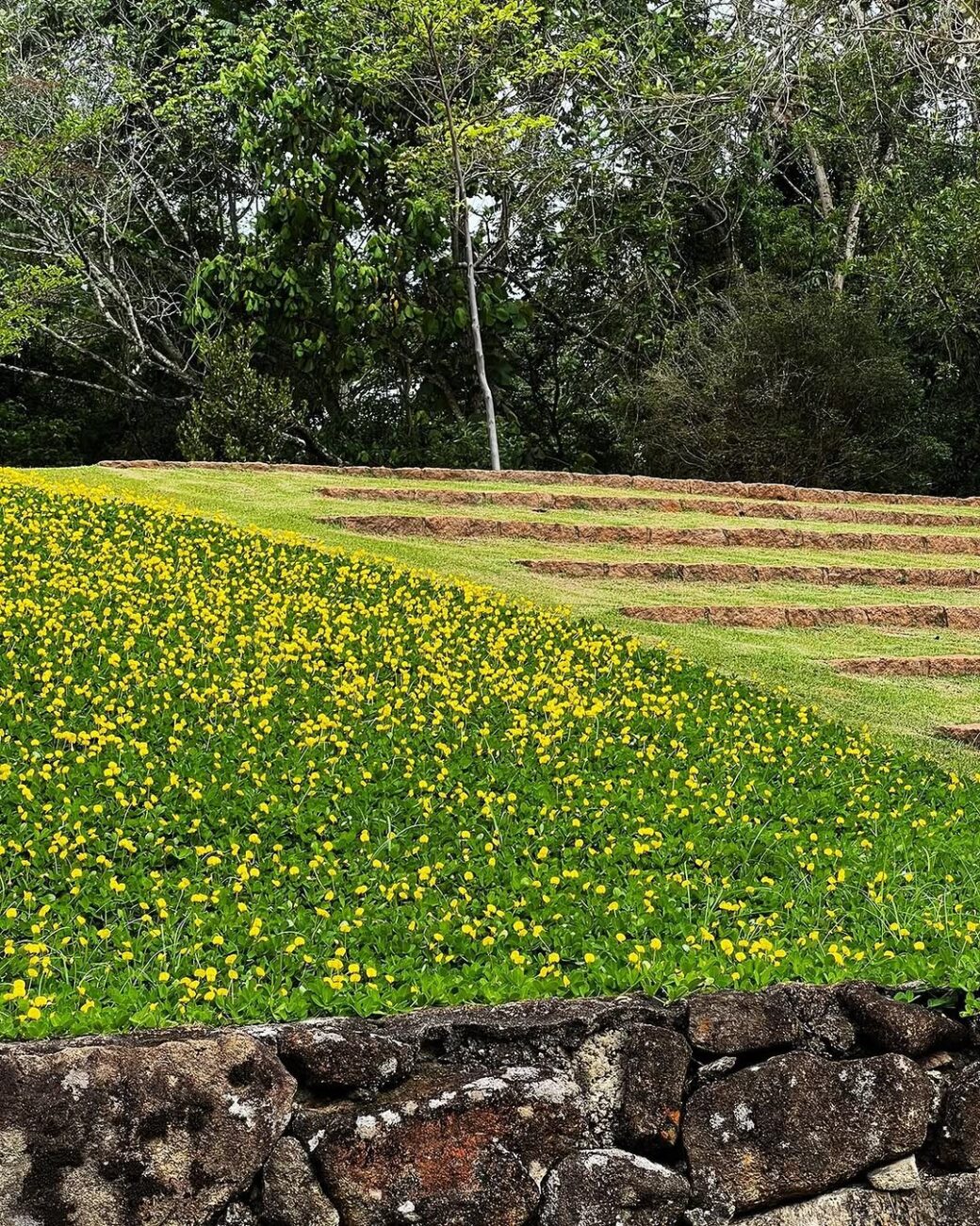 Grama amendoim no paisagismo: a cobertura que transforma jardins, taludes e áreas sombreadas.