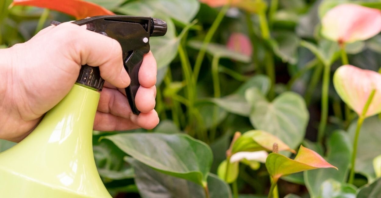 Inseticida caseiro com Pinho Sol: a solução prática que elimina pulgão, cochonilha e ácaro.