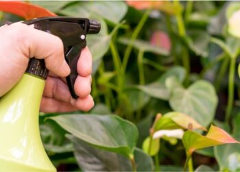 Inseticida caseiro com Pinho Sol: a solução prática que elimina pulgão, cochonilha e ácaro.