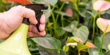 Inseticida caseiro de Pinho Sol: a solução prática que elimina pulgão, cochonilha e ácaro.