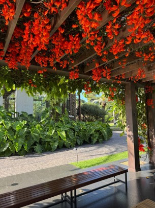 Por que seu jardim ainda não te acalma? A resposta está nos 5 sentidos