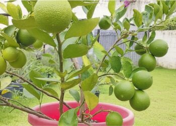 Limão taiti em vaso dá certo e o segredo está nos detalhes do cultivo