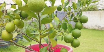 Limão taiti em vaso dá certo e o segredo está nos detalhes do cultivo