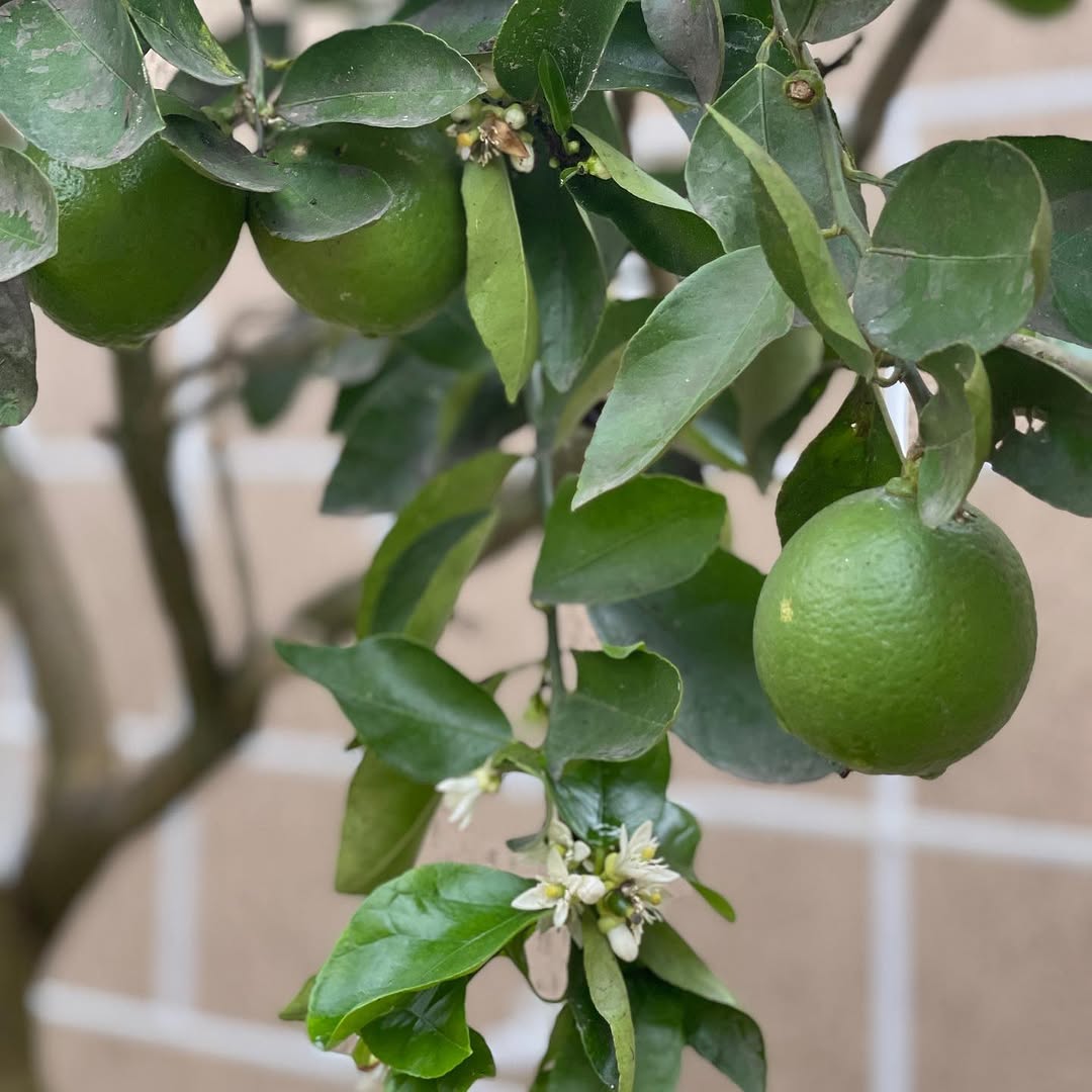 Limão taiti em vaso dá certo e o segredo está nos detalhes do cultivo