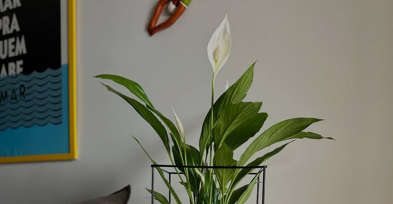 Lírio-da-paz: a planta que equilibra beleza, ar puro e paisagismo sem complicação