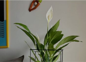 Lírio-da-paz: a planta que equilibra beleza, ar puro e paisagismo sem complicação