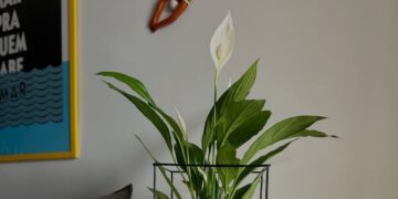 Lírio-da-paz: a planta que equilibra beleza, ar puro e paisagismo sem complicação