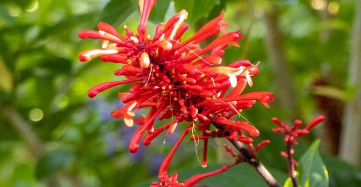 Manto-vermelho: a cerca viva que cresce rápido, floresce muito e ainda convida beija-flores