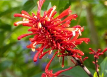 Manto-vermelho: a cerca viva que cresce rápido, floresce muito e ainda convida beija-flores