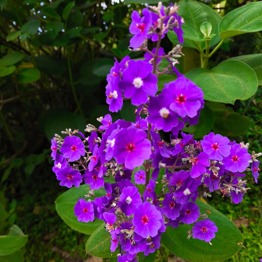 Orelha de onça: a planta nativa que floresceu do cerrado para o paisagismo mundial