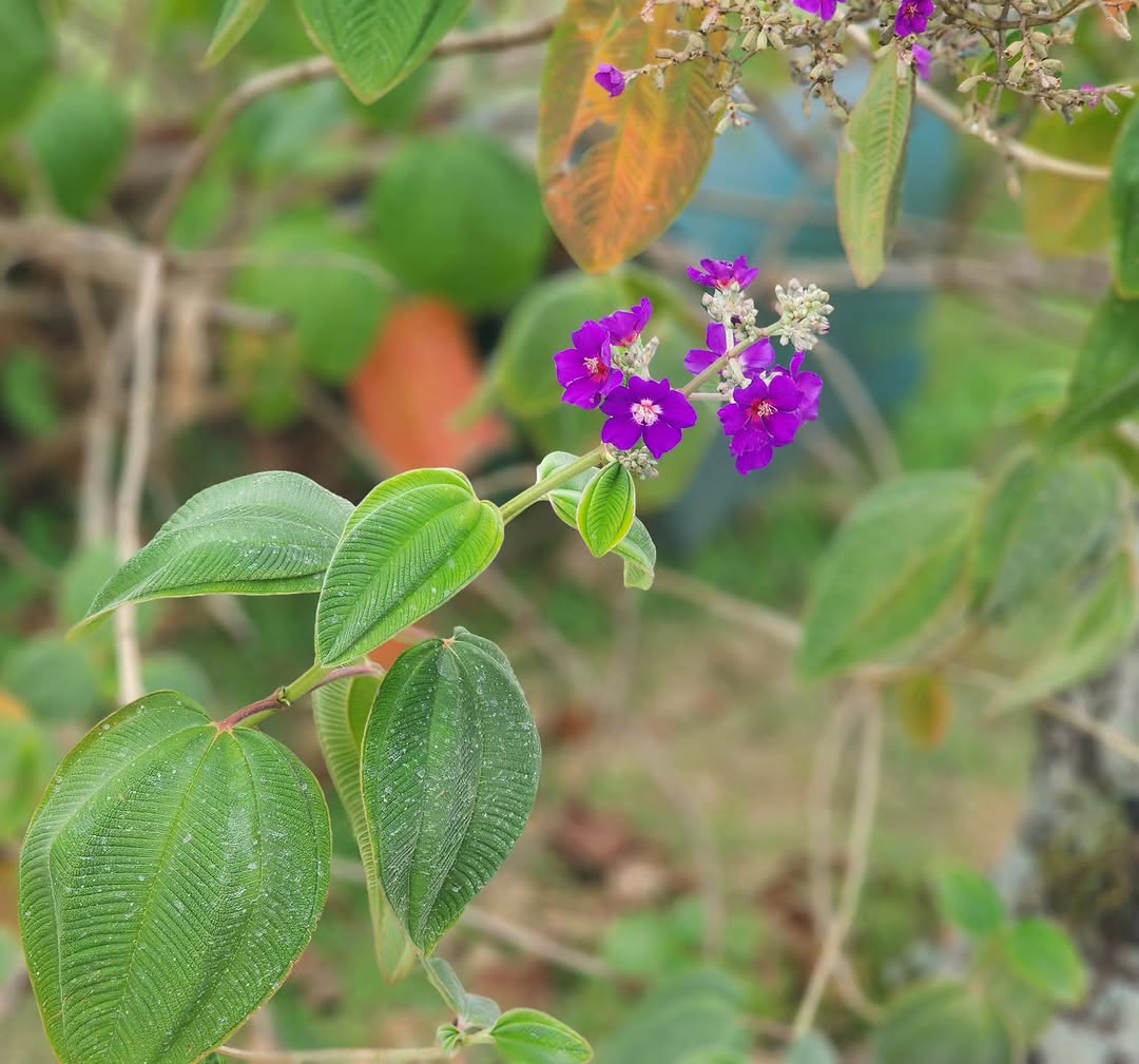 Orelha de onça: a planta nativa que floresceu do cerrado para o paisagismo mundial