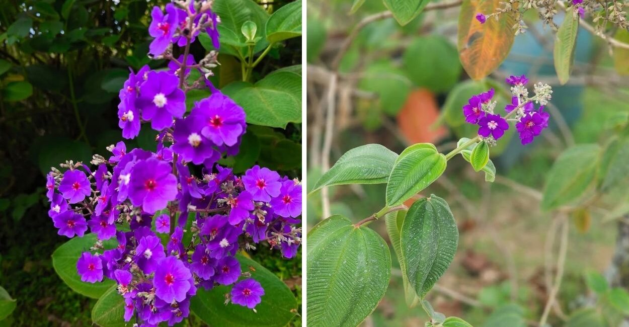 Orelha de onça: a planta nativa que floresceu do cerrado para o paisagismo mundial